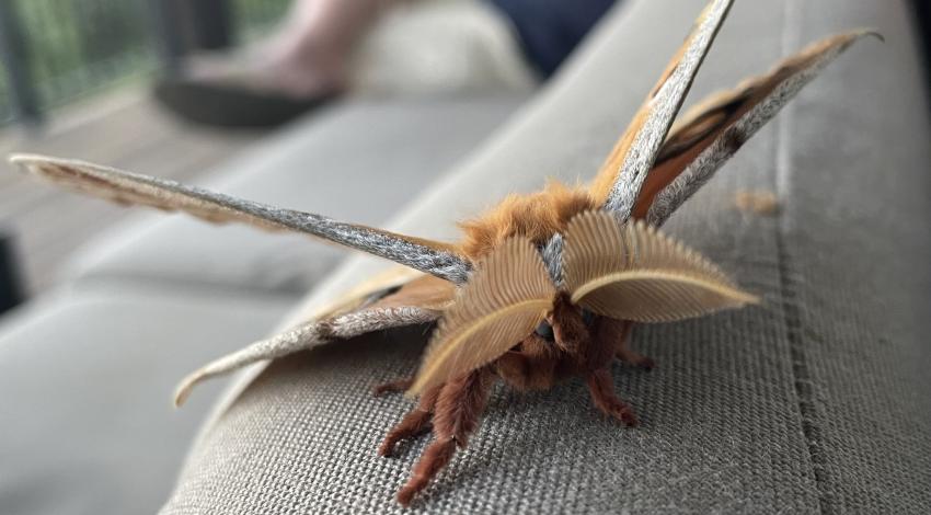 large brown moth on back of outdoor couch, with man sitting in the background