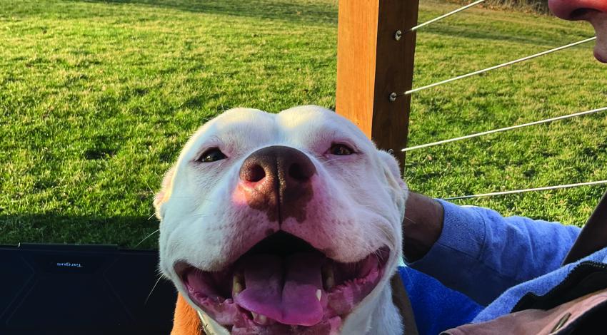 Smiley white and brown dog on man's lap