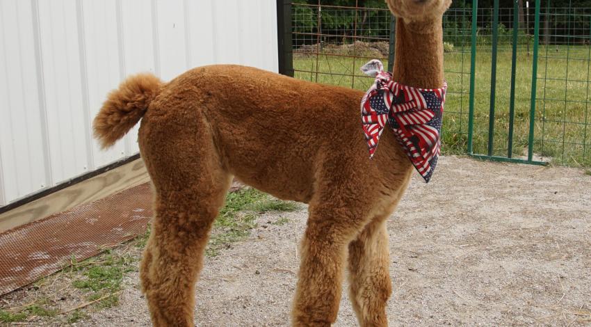Alpaca wearing red-white-and-blue hat and scarf