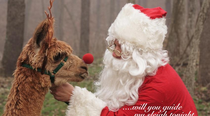 Santa with a llama with a red nose