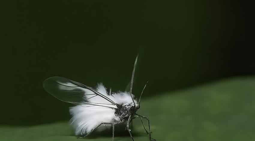 Fluffy white bug with delicate wings on leaf