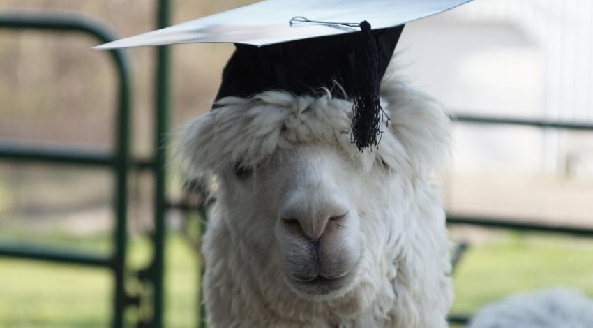 A white alpaca wearing a graduation cap