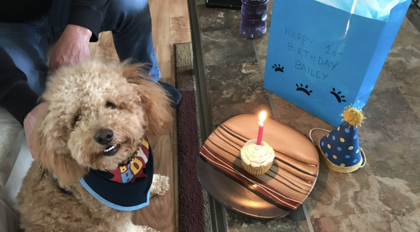 brown dog sitting next to cupcake with candle