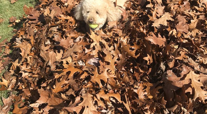 dog in leaf pile