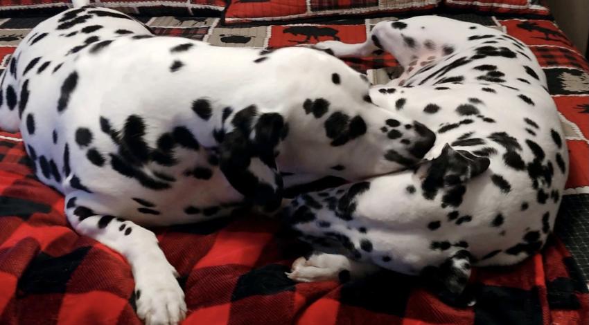 two Dalmatian dogs snuggling