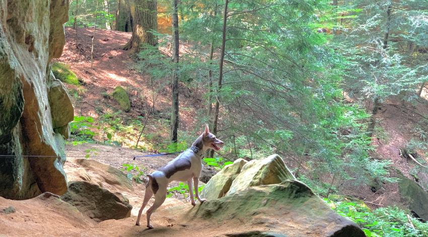 dog standing on rock in forest