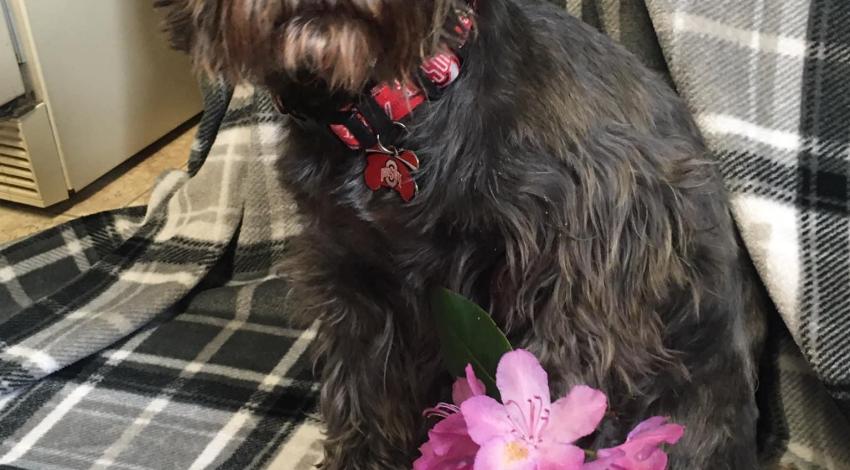 small dog with a flower