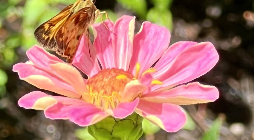 brown and yellow moth on pink flower blossom