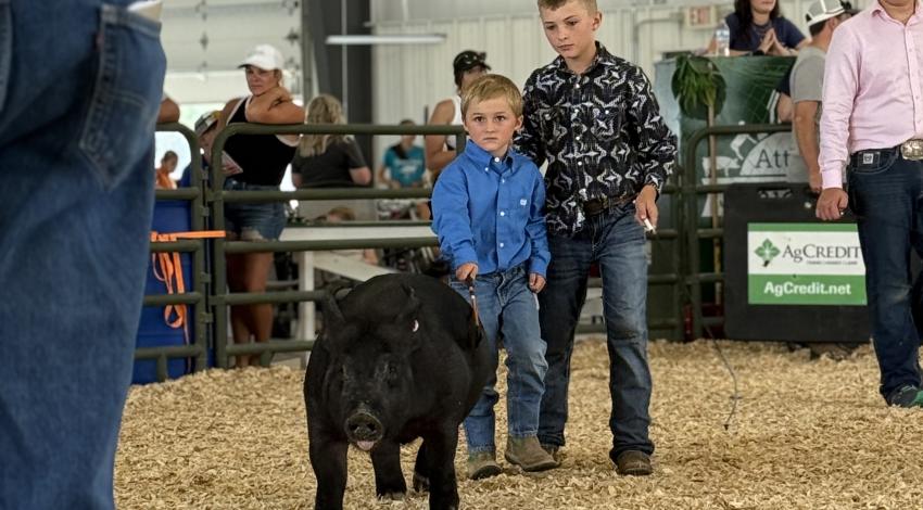 little boy with pig