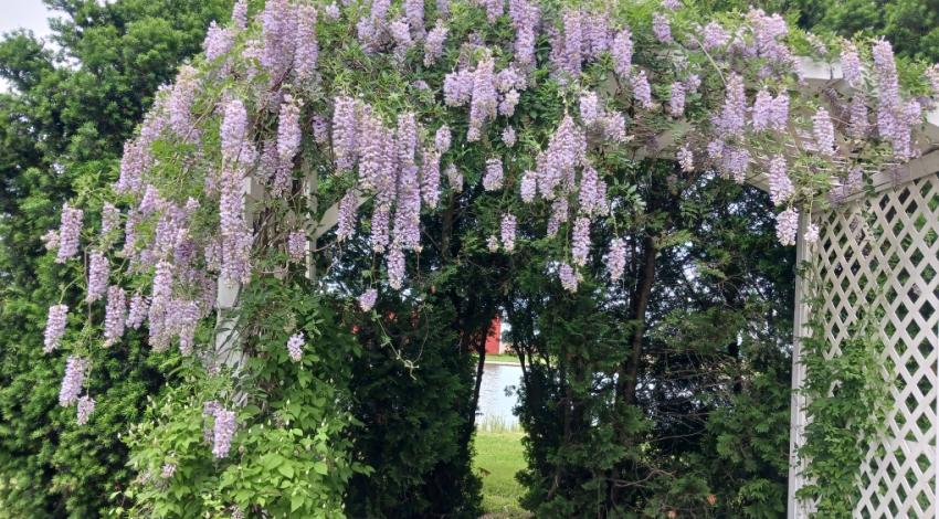 flowering plant over trellis arch