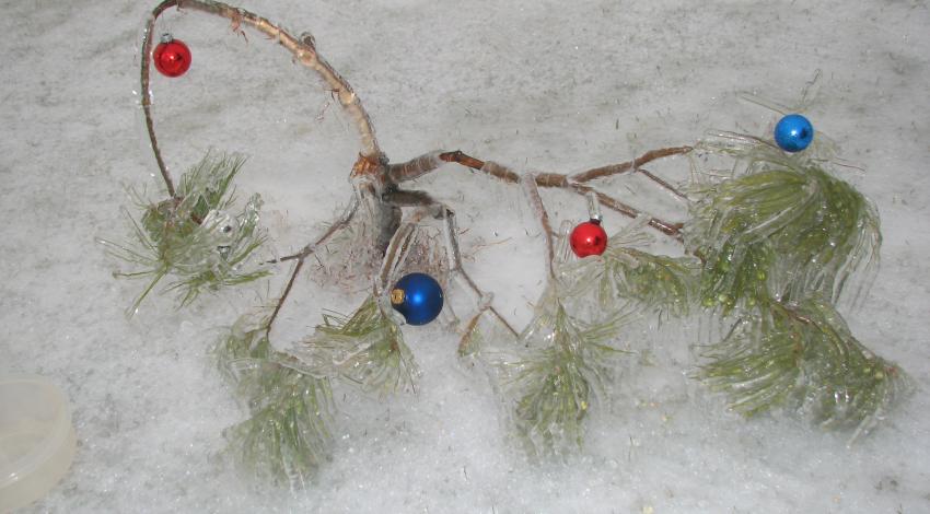 tiny tree bent over in snow