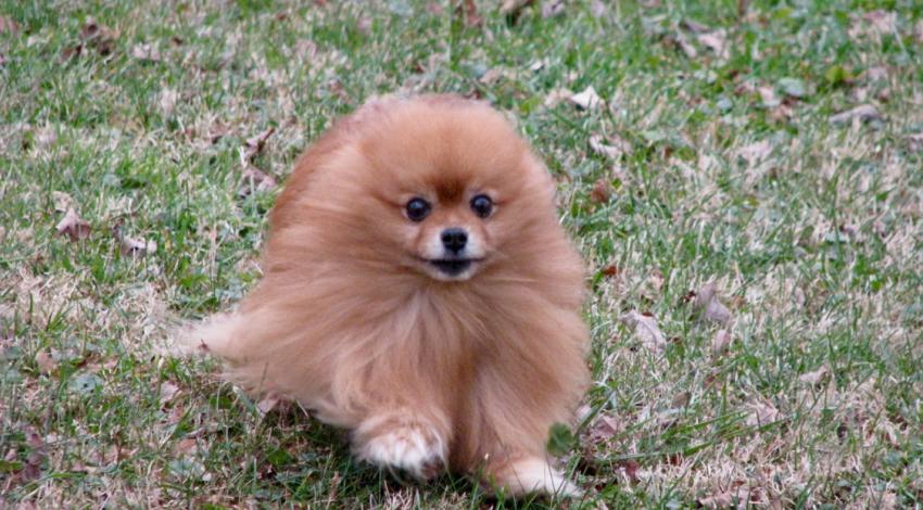 small fluffy dog running in wind