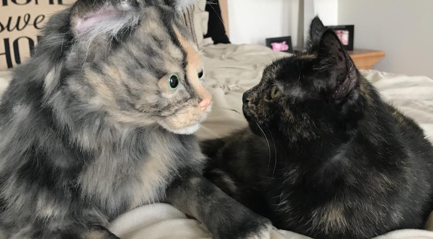 Black cat looking into the eyes of a bigger stuffed cat