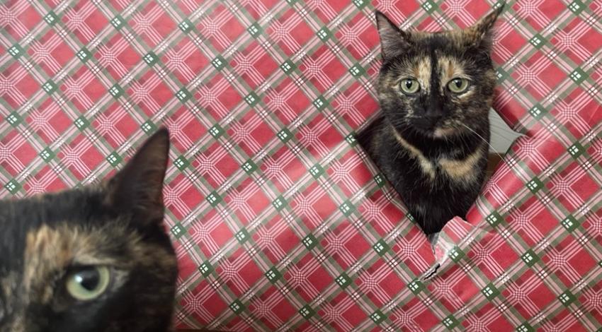 cat photobombs other cat coming through wrapping paper