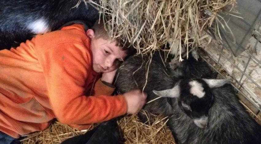 boy lying down with goats