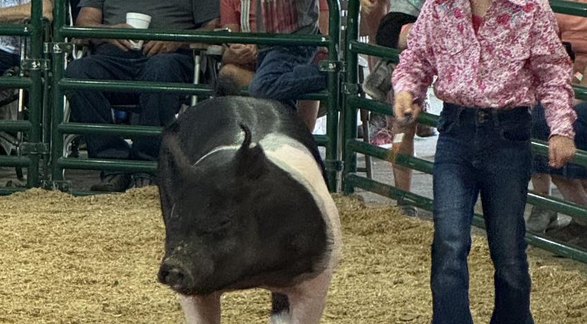little girl with pig