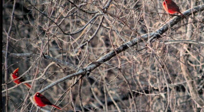 three red cardinals on tree branches