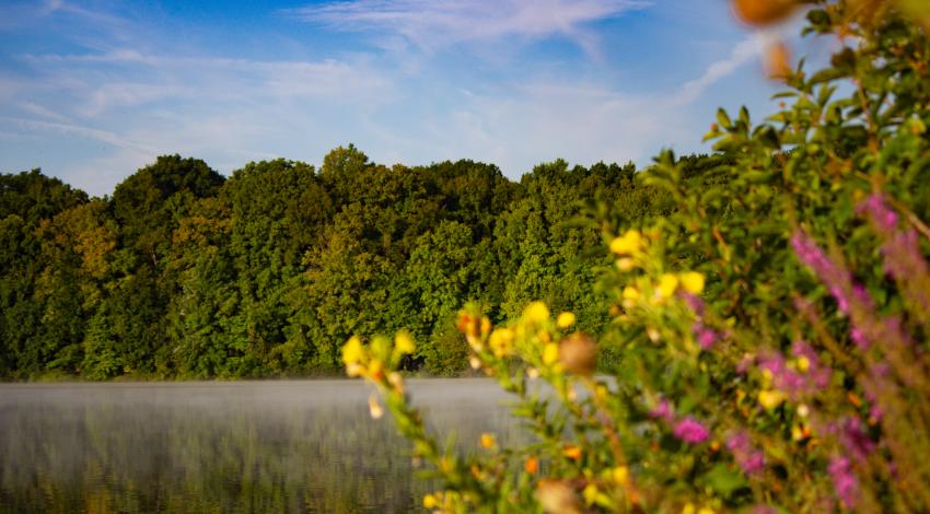 wildflowers blooming along a misty lake
