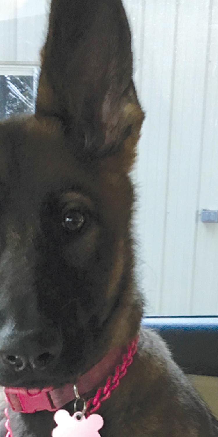 German shepherd puppy