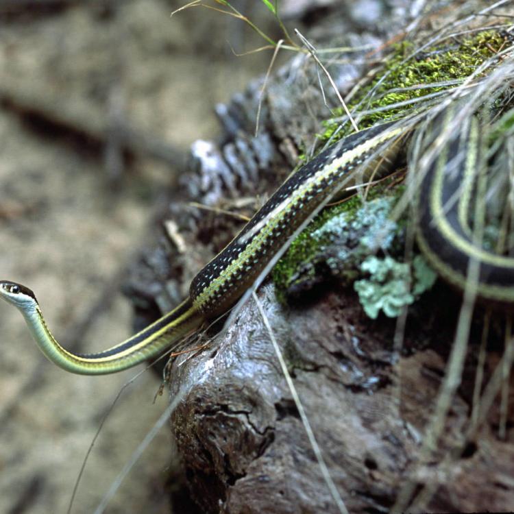 Garter snake