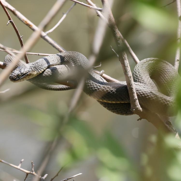 Lake Erie watersnake