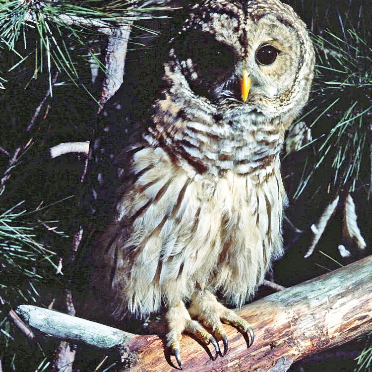 Barred owl