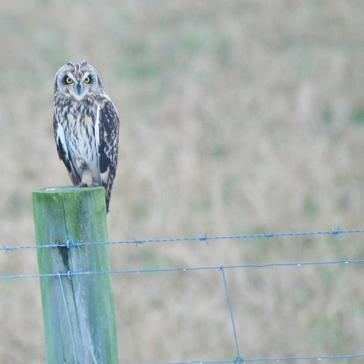 Short-eared owl