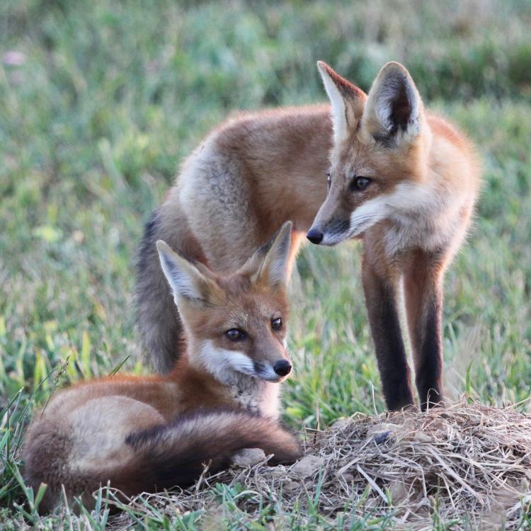 Fox couple