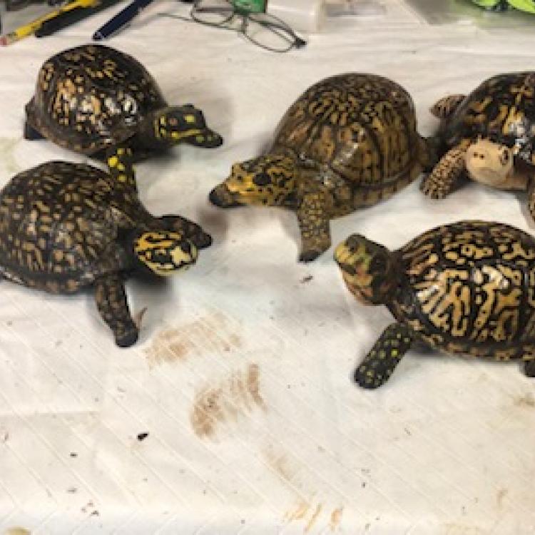 Carved turtles