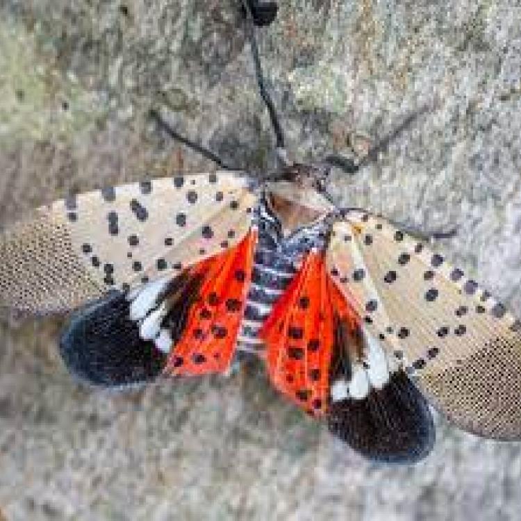 Spotted lanternfly spotted! Ohio Cooperative Living