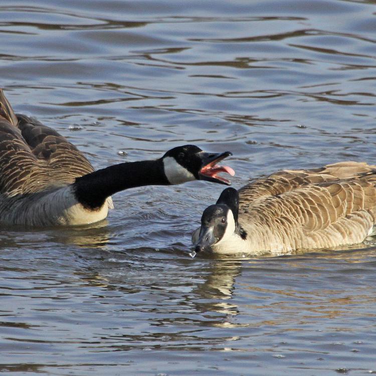 Canada geese pair