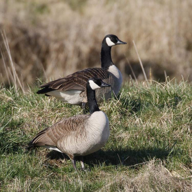 Canada geese