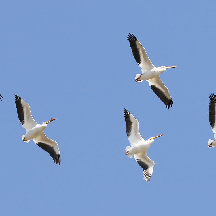 American white pelican