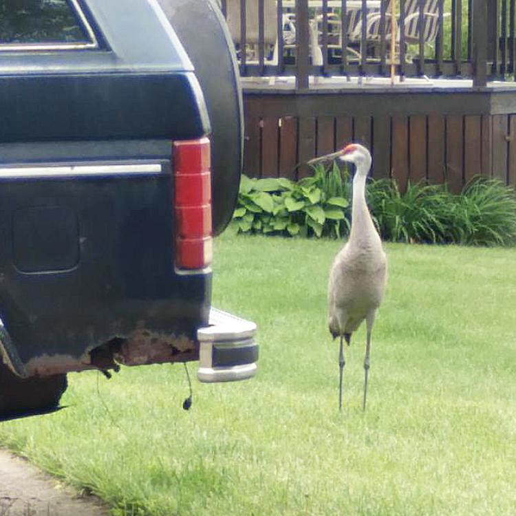 Sandhill crane