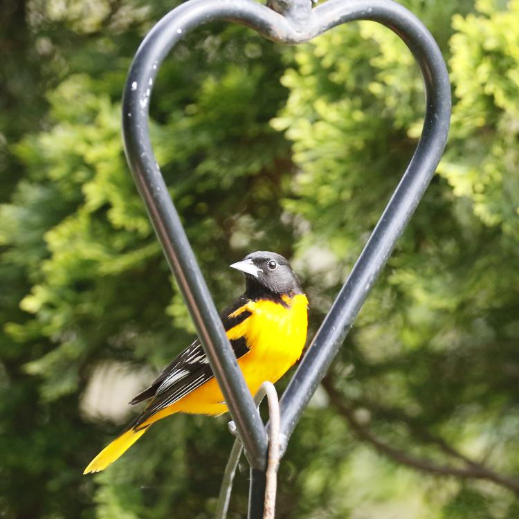 Orange and black bird perched in metal heart