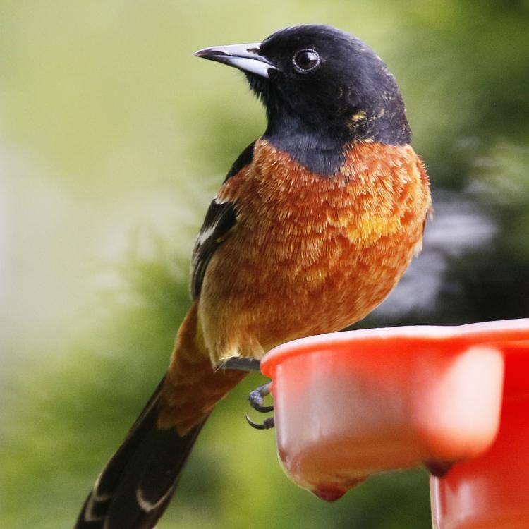 Orange and black bird on edge of bird feeder