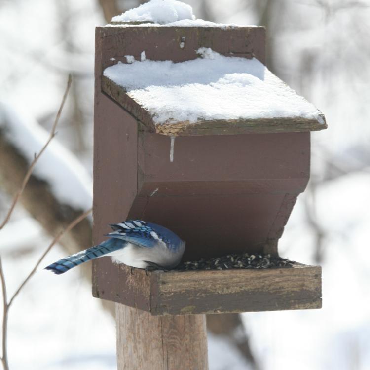 blue bird eats at wooden feeder with snow in the background