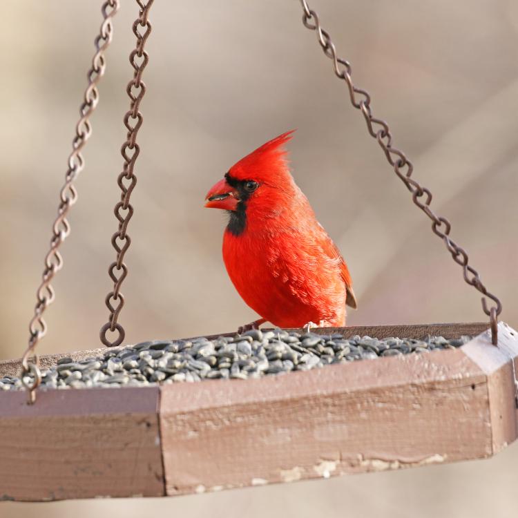 red cardinal stands on edge of feeder