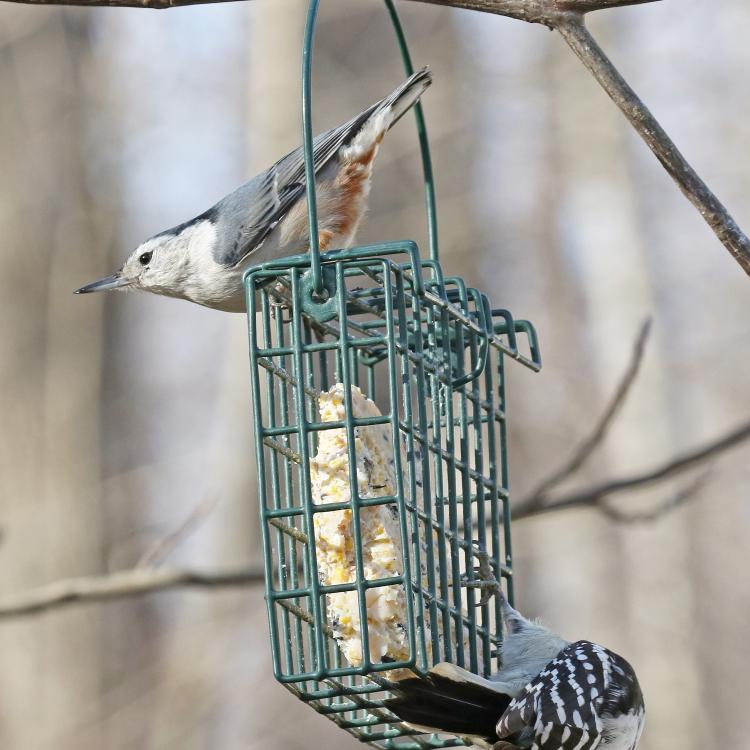 two birds at a feeder