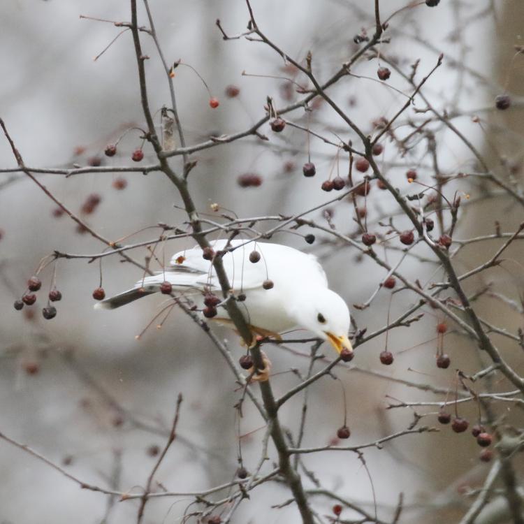 all-white robin on a tree branch