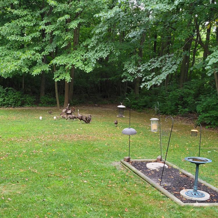 wild turkeys in yard