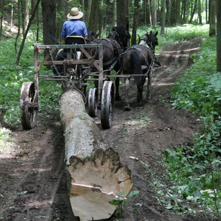 person pulling large log behind horse-drawn cart