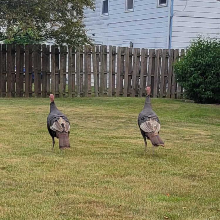 two wild turkeys in a yard
