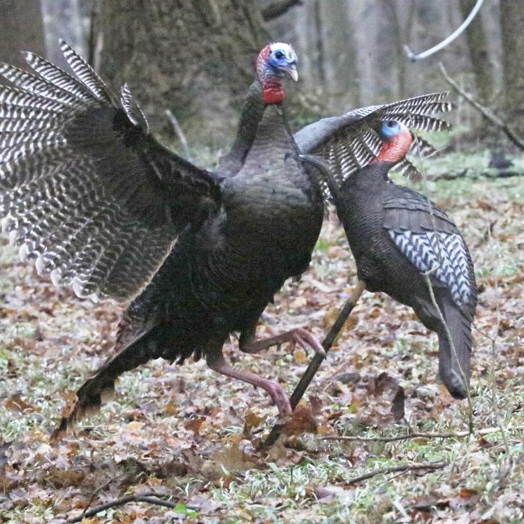 wild turkey attacking fake turkey