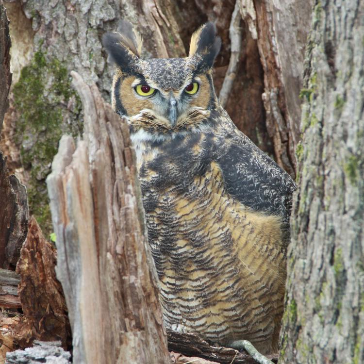 A great horned owl in a tree