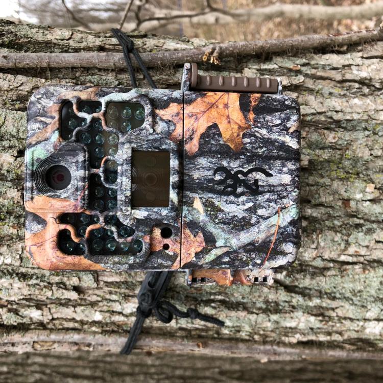 camouflaged camera on tree