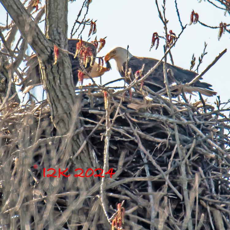 two bald eagles on a nest