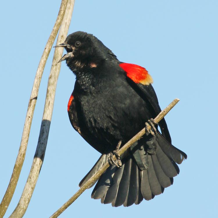 Red-winged blackbird on a branch