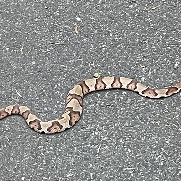 copperhead on pavement