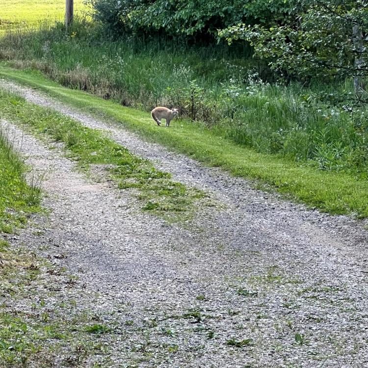 Cat near gravel road